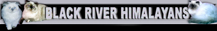 Black River Himalayan Banner