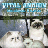 Vital Andion Himalayans and Exotics